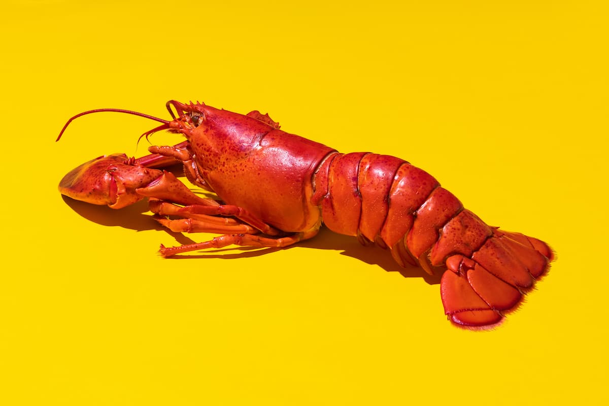 A perfectly cooked red lobsters sits against a bright yellow backdrop.